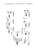 Factor VIII: remodeling and glycoconjugation of factor VIII diagram and image