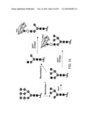 Factor VIII: remodeling and glycoconjugation of factor VIII diagram and image