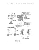 Factor VIII: remodeling and glycoconjugation of factor VIII diagram and image