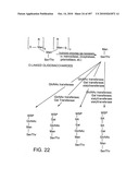 Factor VIII: remodeling and glycoconjugation of factor VIII diagram and image