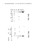 Factor VIII: remodeling and glycoconjugation of factor VIII diagram and image