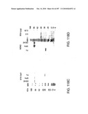 Factor VIII: remodeling and glycoconjugation of factor VIII diagram and image