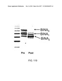 Factor VIII: remodeling and glycoconjugation of factor VIII diagram and image