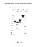 Factor VIII: remodeling and glycoconjugation of factor VIII diagram and image