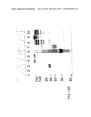 Factor VIII: remodeling and glycoconjugation of factor VIII diagram and image