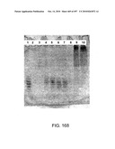 Factor VIII: remodeling and glycoconjugation of factor VIII diagram and image