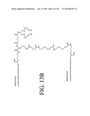 Peptides that specifically bind HGF receptor (CMET) and uses thereof diagram and image