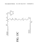 Peptides that specifically bind HGF receptor (CMET) and uses thereof diagram and image