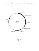 Polypeptides Having Acetylxylan Esterase Activity And Polynucleotides Encoding Same diagram and image