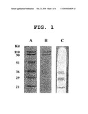PLATE FOR MASS SPECTROMETRY, PROCESS FOR PREPARING THE SAME AND USE THEREOF diagram and image