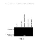 Metalloproteinase Binding Proteins diagram and image