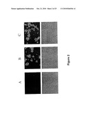 SELECTIVELY REPLICATING VIRAL VECTORS diagram and image