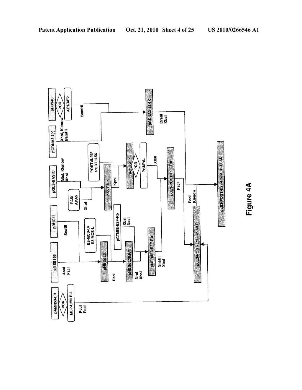 SELECTIVELY REPLICATING VIRAL VECTORS - diagram, schematic, and image 05