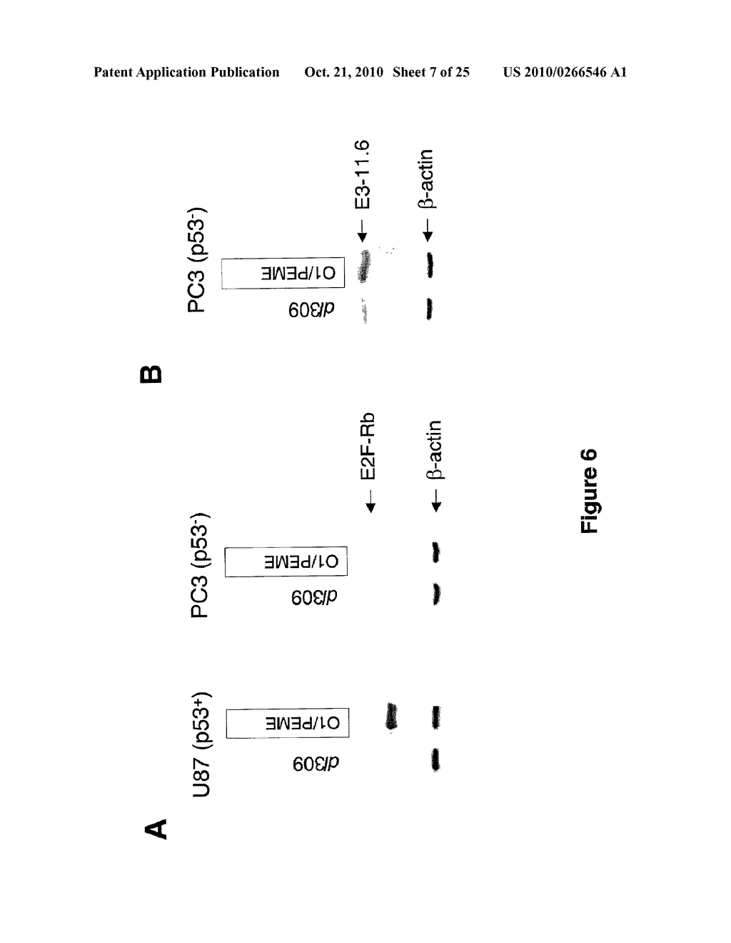 SELECTIVELY REPLICATING VIRAL VECTORS - diagram, schematic, and image 08