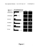 METHODS AND COMPOSITIONS FOR TREATMENT OF INTERFERON-RESISTANT TUMORS diagram and image