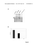 ADENO-ASSOCIATED VIRAL VECTORS FOR THE EXPRESSION OF DYSFERLIN diagram and image