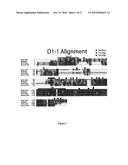 D1-1 NUCLEIC ACIDS, POLYPEPTIDES AND RELATED METHODS diagram and image