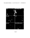 D1-1 NUCLEIC ACIDS, POLYPEPTIDES AND RELATED METHODS diagram and image