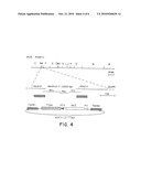 Recombinant MVA virus, and the use thereof diagram and image