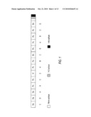 HIVCON: AN HIV IMMUNOGEN AND USES THEREOF diagram and image