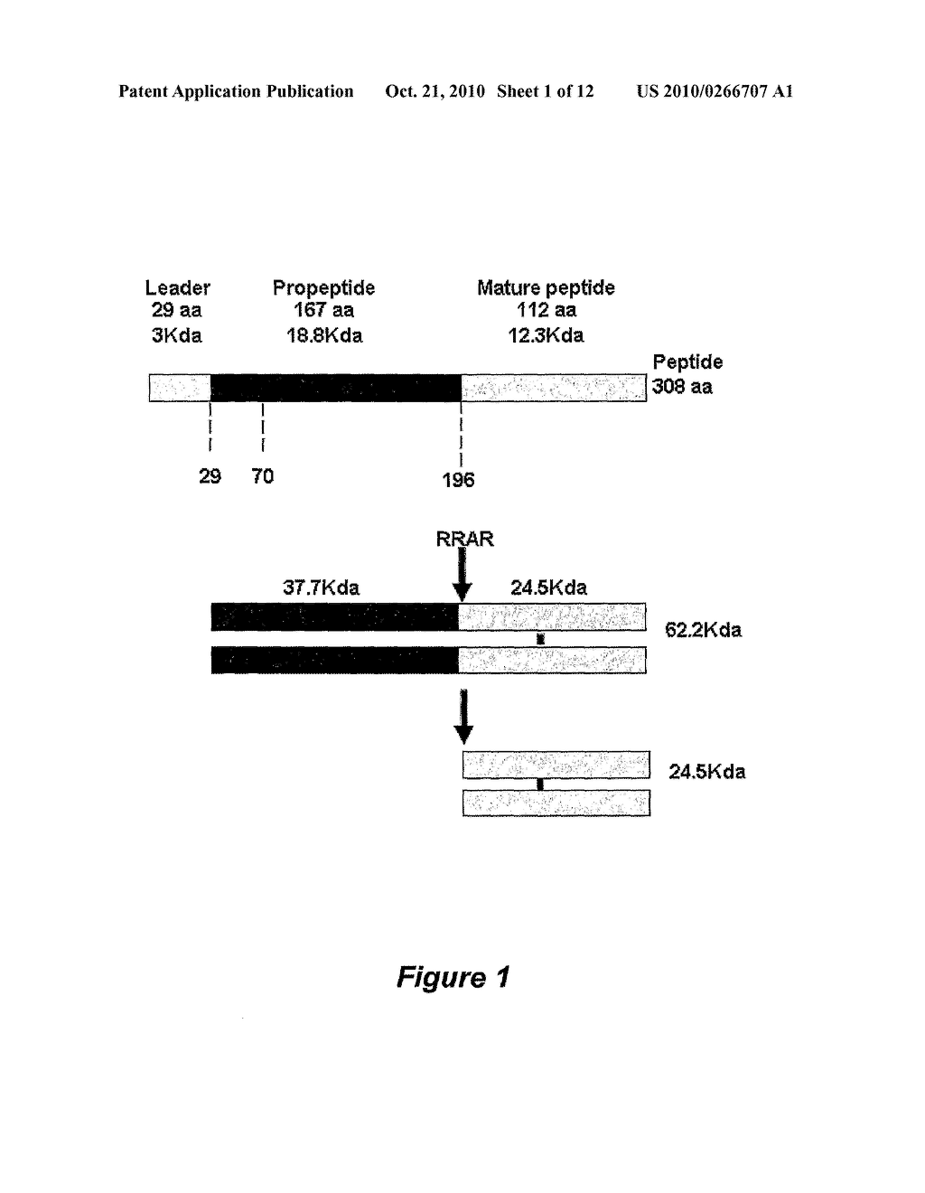 METHOD OF TREATING CACHEXIA WITH THE REMOVAL OR INACTIVATION OF MACROPHAGE INHIBITORY CYTOKINE-1 - diagram, schematic, and image 02