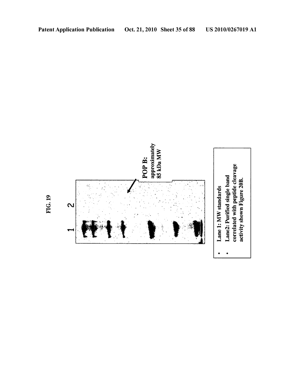 Identification And Use Of Genes Encoding Amatoxin And Phallotoxin - diagram, schematic, and image 36