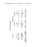 SELECTIVE RESTRICTION FRAGMENT AMPLIFICATION: FINGERPRINTING diagram and image