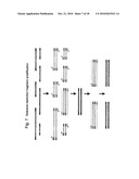 SELECTIVE RESTRICTION FRAGMENT AMPLIFICATION: FINGERPRINTING diagram and image