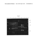 SELECTIVE RESTRICTION FRAGMENT AMPLIFICATION: FINGERPRINTING diagram and image