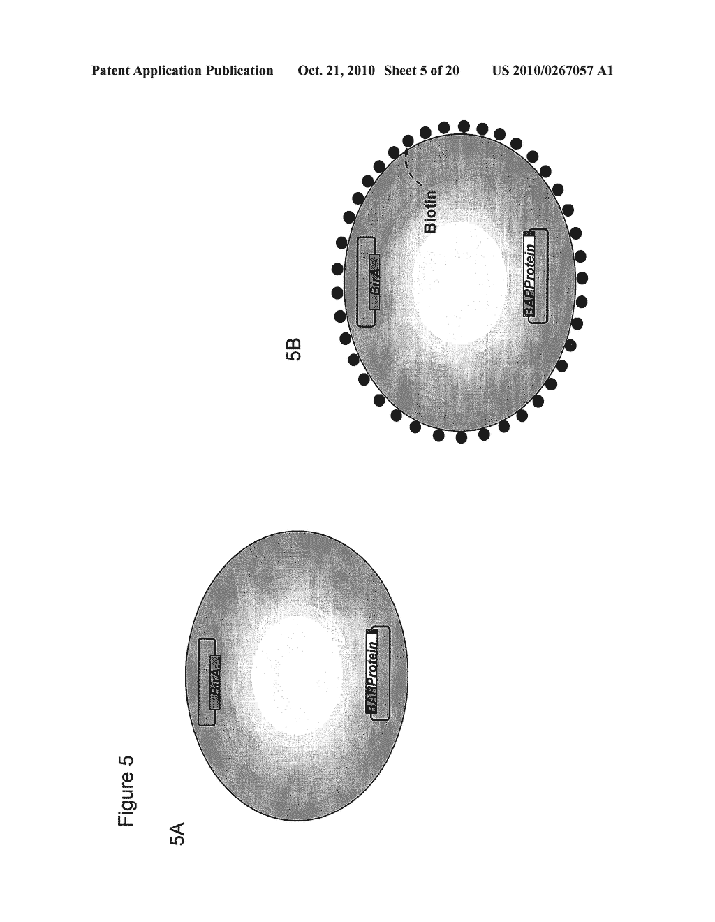 Cell Surface Display, Screening and Production of Proteins of Interest - diagram, schematic, and image 06