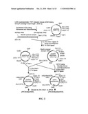 PROTEIN GLYCOSYLATION MODIFICATION IN METHYLOTROPHIC YEAST diagram and image