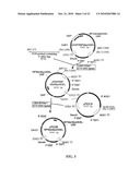 PROTEIN GLYCOSYLATION MODIFICATION IN METHYLOTROPHIC YEAST diagram and image