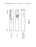 PROTEIN GLYCOSYLATION MODIFICATION IN METHYLOTROPHIC YEAST diagram and image