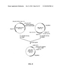 PROTEIN GLYCOSYLATION MODIFICATION IN METHYLOTROPHIC YEAST diagram and image