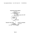 PROTEIN GLYCOSYLATION MODIFICATION IN METHYLOTROPHIC YEAST diagram and image