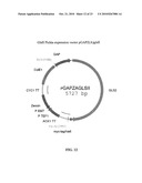 PROTEIN GLYCOSYLATION MODIFICATION IN METHYLOTROPHIC YEAST diagram and image