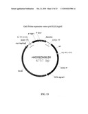 PROTEIN GLYCOSYLATION MODIFICATION IN METHYLOTROPHIC YEAST diagram and image