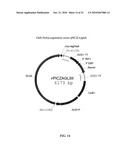 PROTEIN GLYCOSYLATION MODIFICATION IN METHYLOTROPHIC YEAST diagram and image