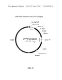 PROTEIN GLYCOSYLATION MODIFICATION IN METHYLOTROPHIC YEAST diagram and image