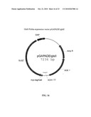 PROTEIN GLYCOSYLATION MODIFICATION IN METHYLOTROPHIC YEAST diagram and image