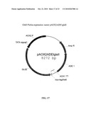 PROTEIN GLYCOSYLATION MODIFICATION IN METHYLOTROPHIC YEAST diagram and image