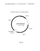 PROTEIN GLYCOSYLATION MODIFICATION IN METHYLOTROPHIC YEAST diagram and image