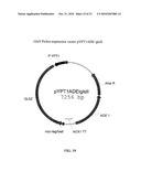 PROTEIN GLYCOSYLATION MODIFICATION IN METHYLOTROPHIC YEAST diagram and image