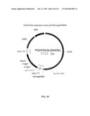 PROTEIN GLYCOSYLATION MODIFICATION IN METHYLOTROPHIC YEAST diagram and image