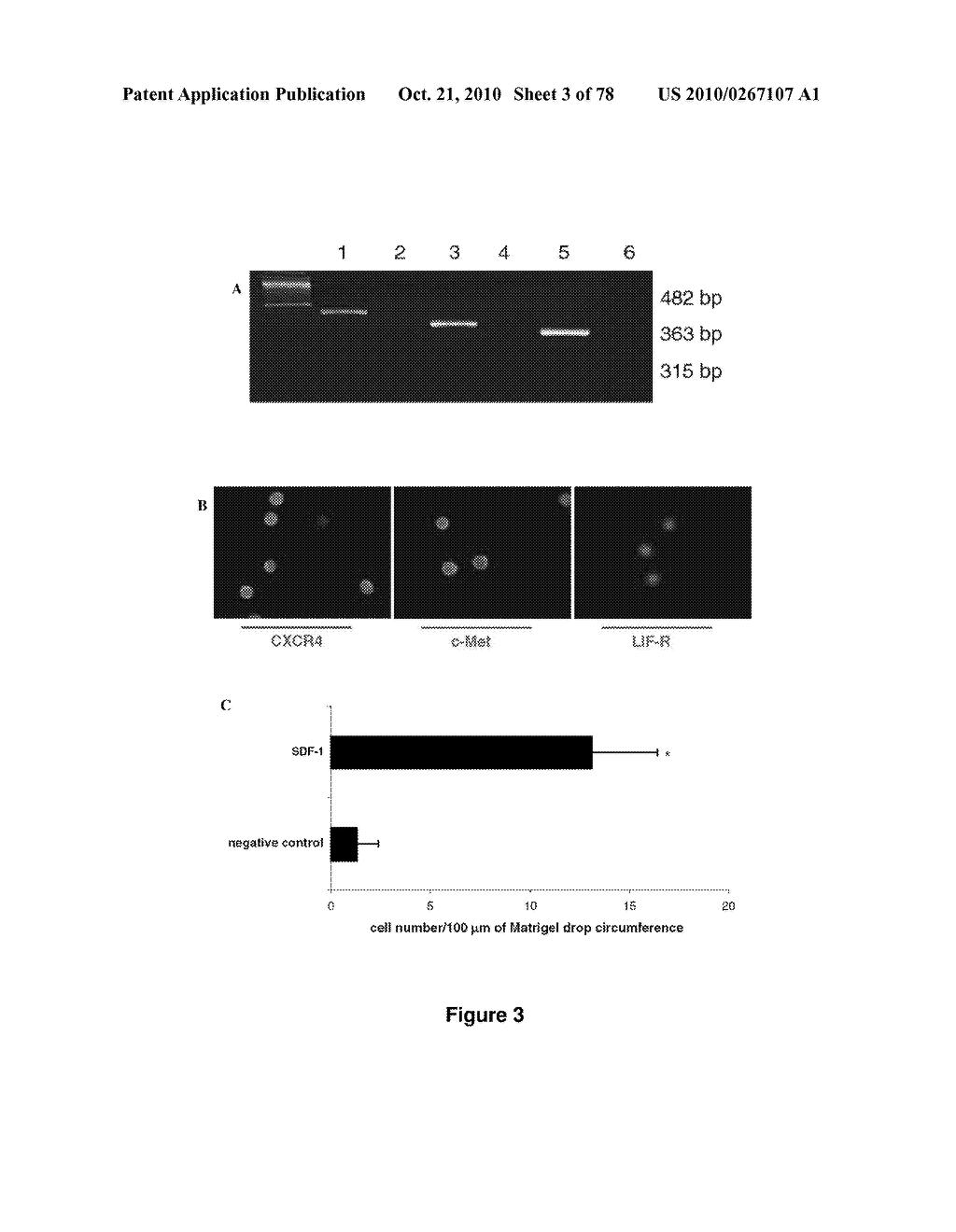 METHODS FOR ISOLATING VERY SMALL EMBRYONIC-LIKE (VSEL) STEM CELLS - diagram, schematic, and image 04