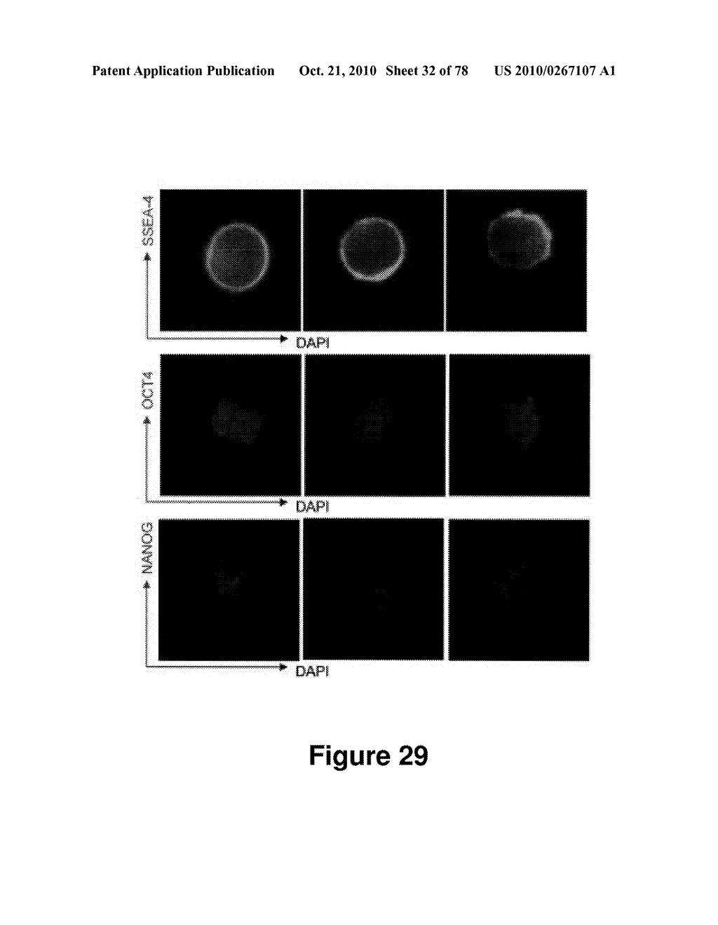 METHODS FOR ISOLATING VERY SMALL EMBRYONIC-LIKE (VSEL) STEM CELLS - diagram, schematic, and image 33