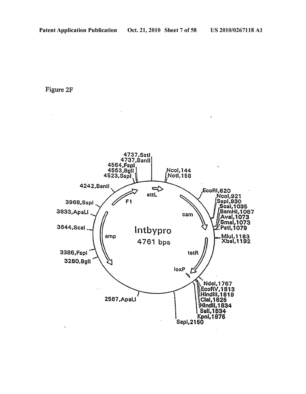 RECOMBINATIONAL CLONING USING NUCLEIC ACIDS HAVING RECOMBINATION SITES - diagram, schematic, and image 08