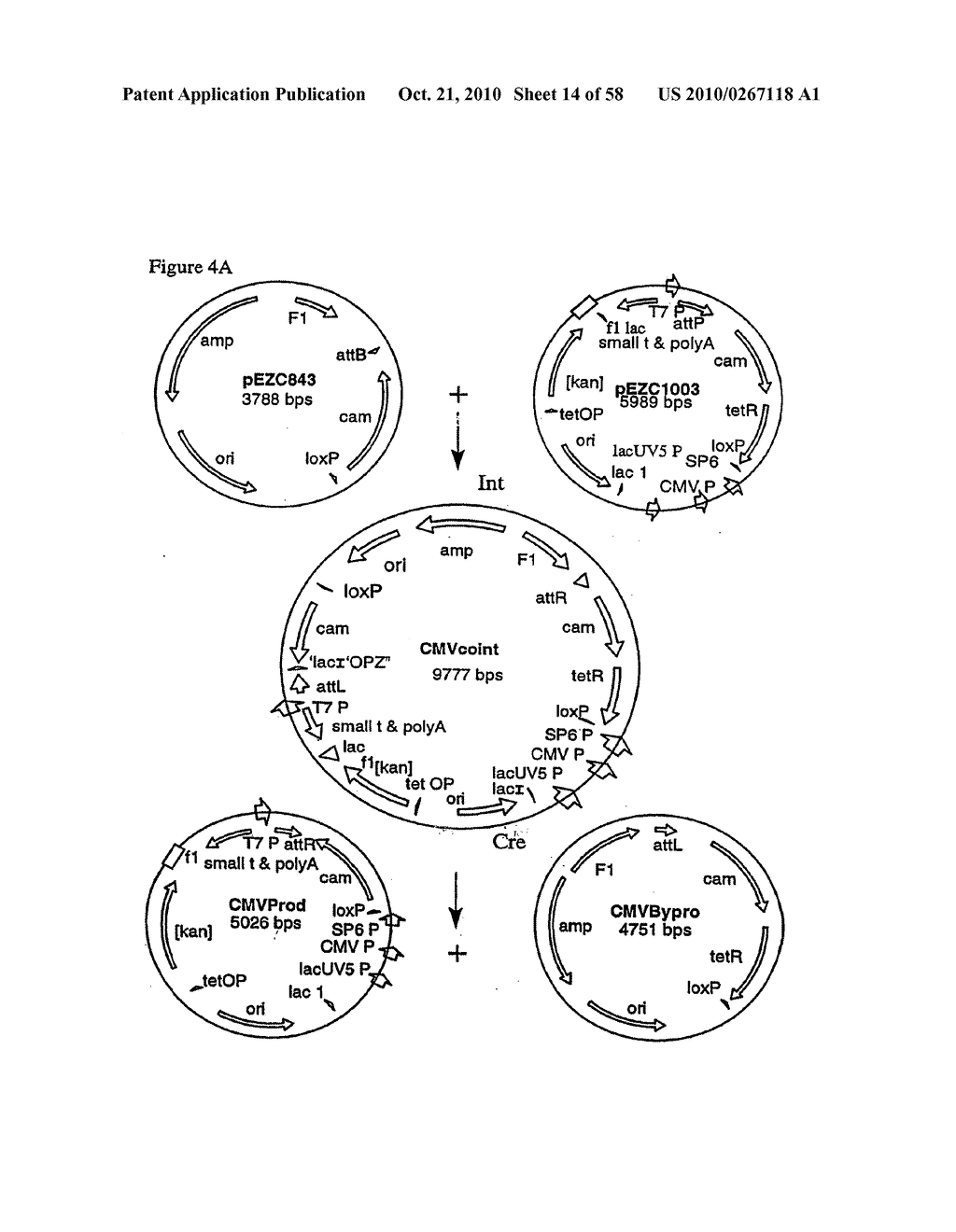 RECOMBINATIONAL CLONING USING NUCLEIC ACIDS HAVING RECOMBINATION SITES - diagram, schematic, and image 15