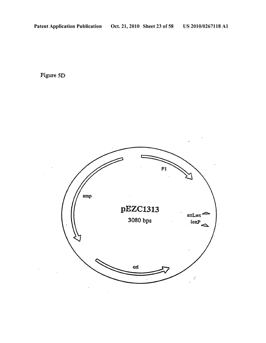 RECOMBINATIONAL CLONING USING NUCLEIC ACIDS HAVING RECOMBINATION SITES - diagram, schematic, and image 24