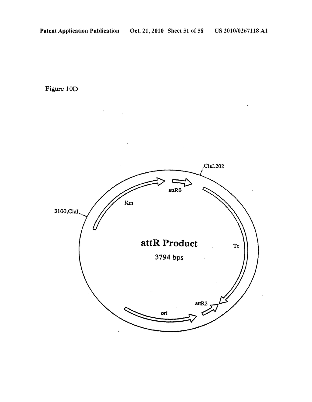 RECOMBINATIONAL CLONING USING NUCLEIC ACIDS HAVING RECOMBINATION SITES - diagram, schematic, and image 52